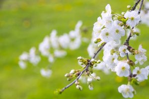 marvelous-flowering-cherry-1366109_640