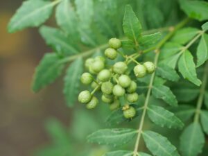 山椒 食べ過ぎ 悪影響