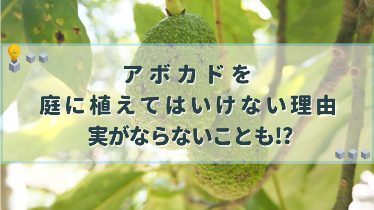 アボカド　庭に植えてはいけない