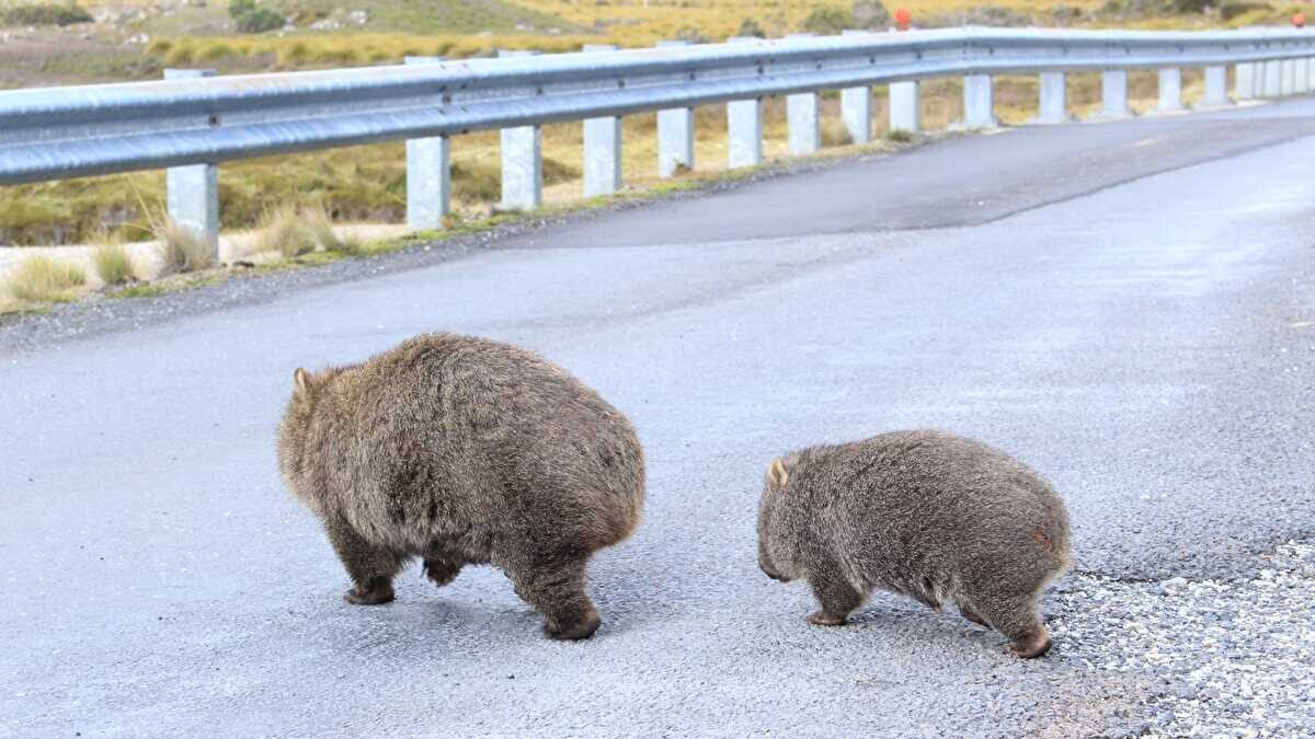 ウォンバット 人懐っこい なぜ