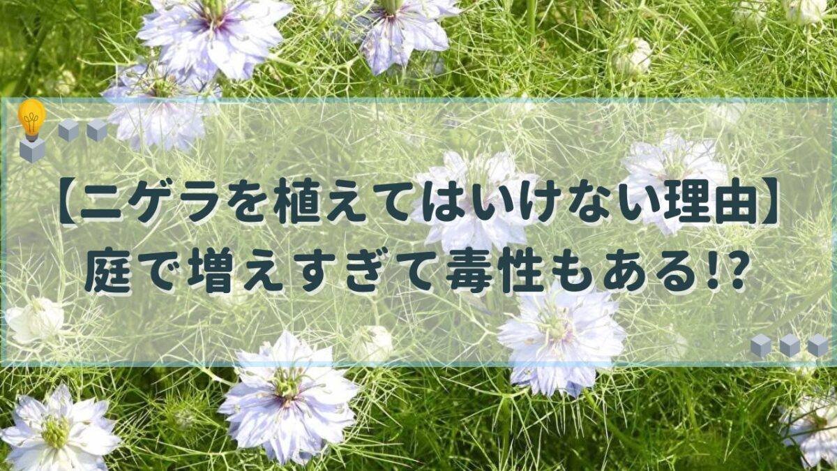 ニゲラ　植えてはいけない