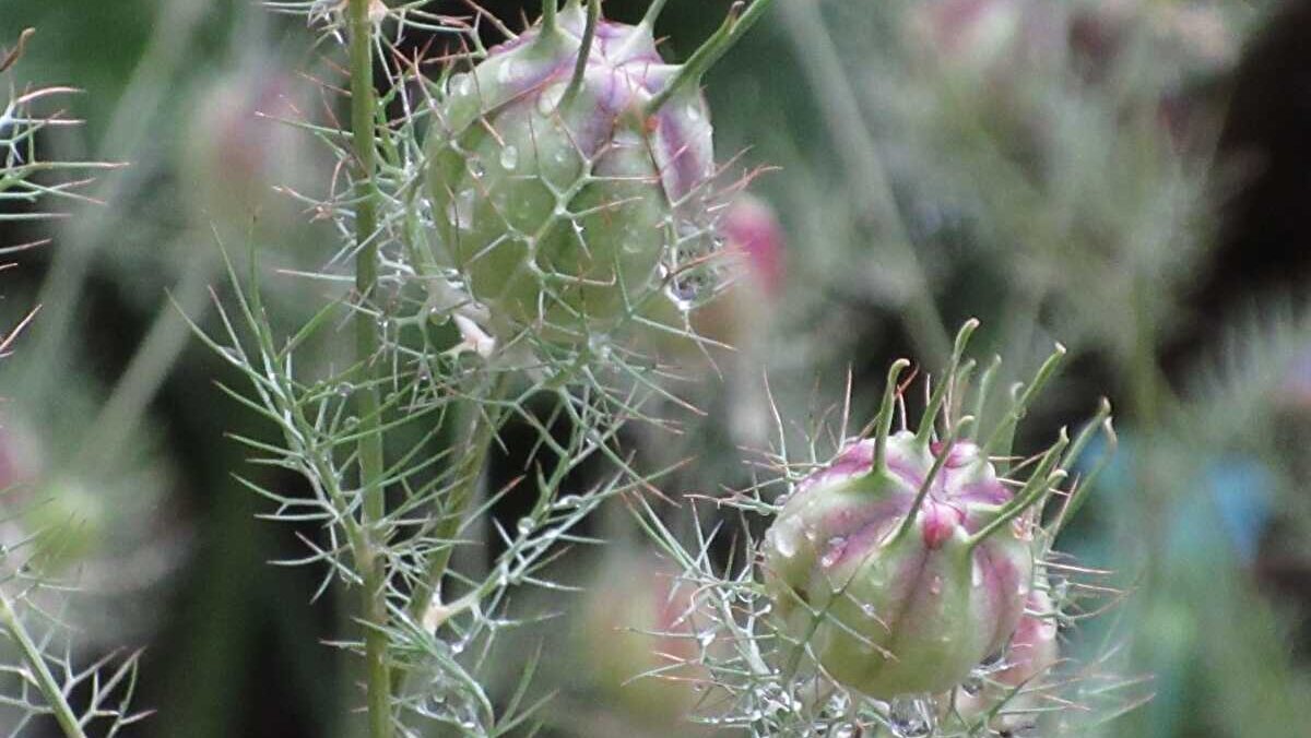 ニゲラ　植えてはいけない